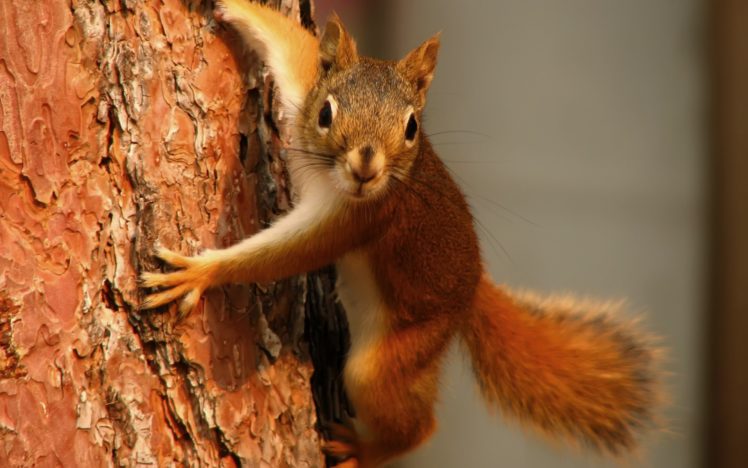animals, Squirrels, Tree, Trunk HD Wallpaper Desktop Background