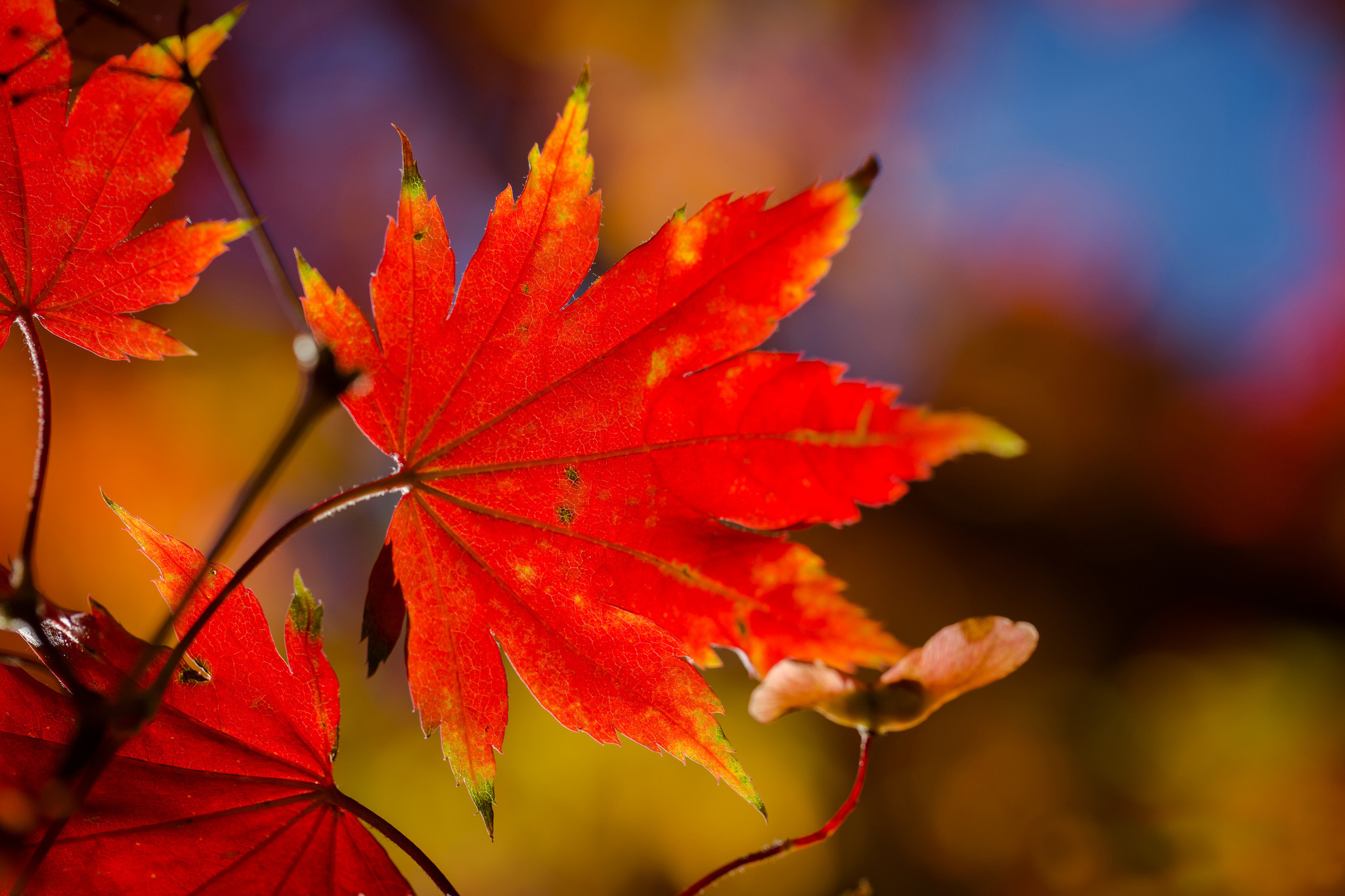 branch, Leaves, Autumn, Red, Maple, Macro Wallpaper