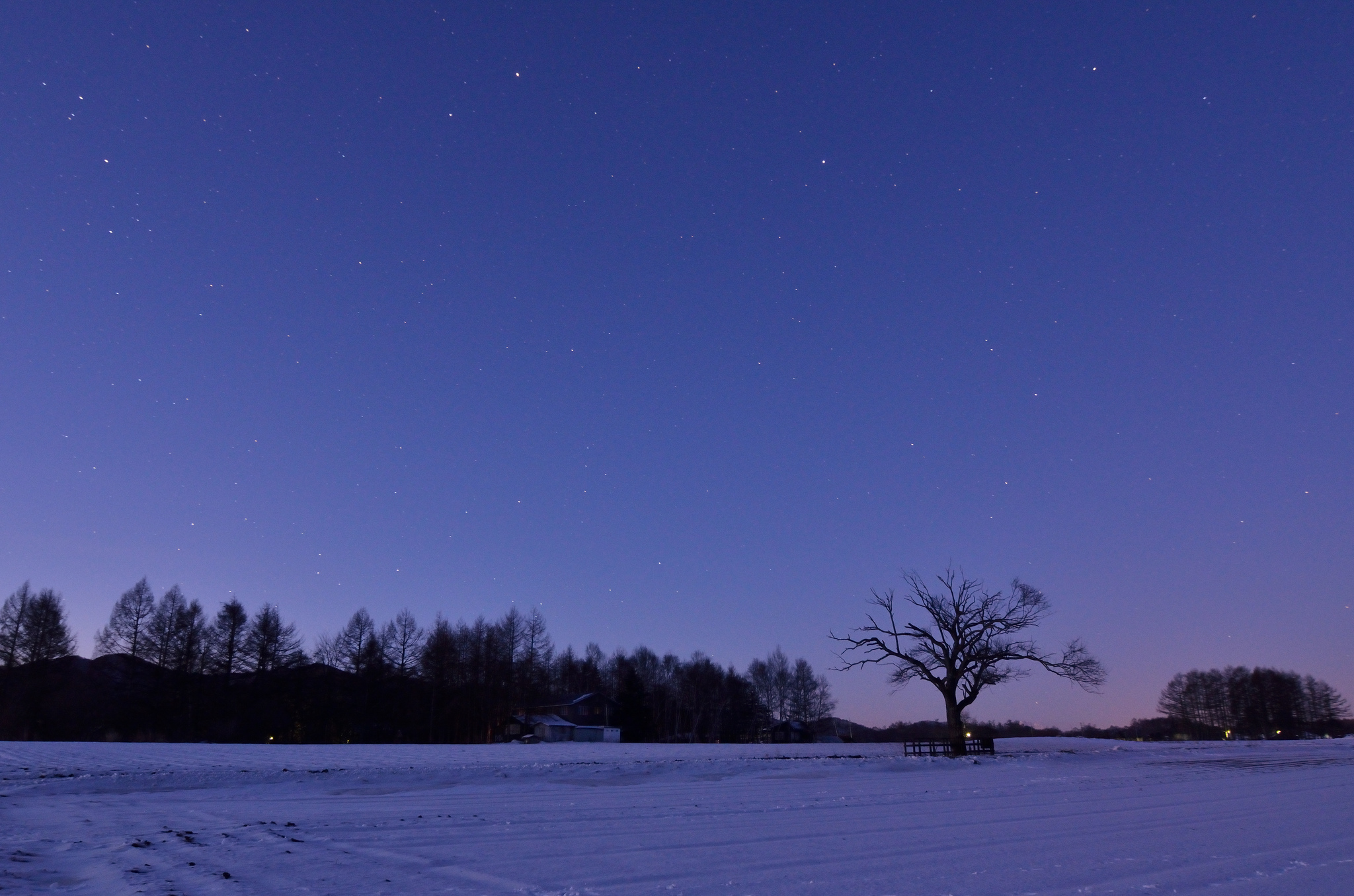 japan, Winter, Field, Trees, Snow, Night, Lilac, Sky, Stars Wallpaper