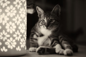 monochrome, Kitten, Cat