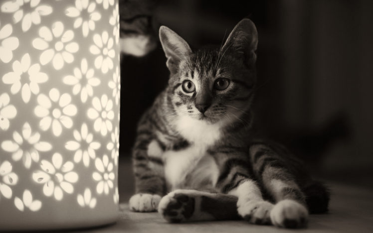 monochrome, Kitten, Cat HD Wallpaper Desktop Background