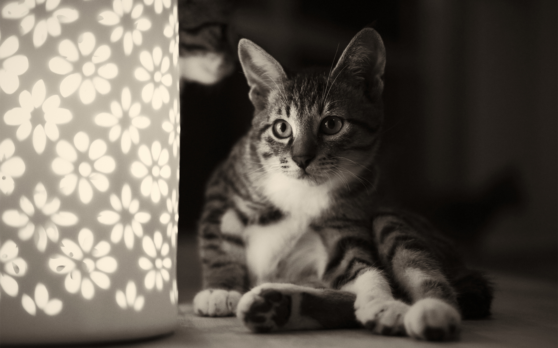 monochrome, Kitten, Cat Wallpaper