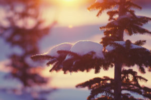 nature, Winter, Snow, Trees, Light, Bokeh