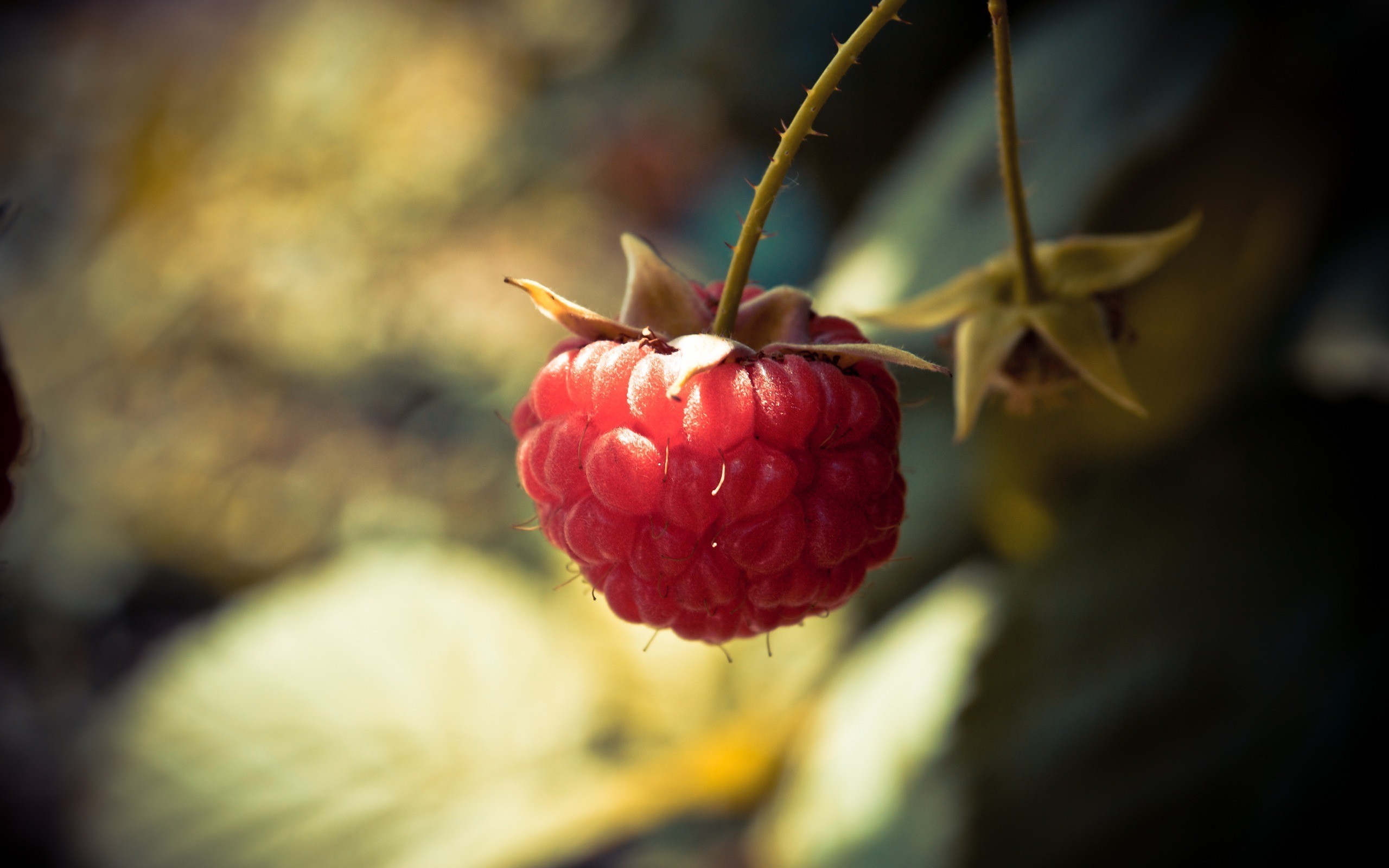 red, Raspberry Wallpaper