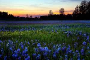 landscapes, Flowers, Blue, Flowers