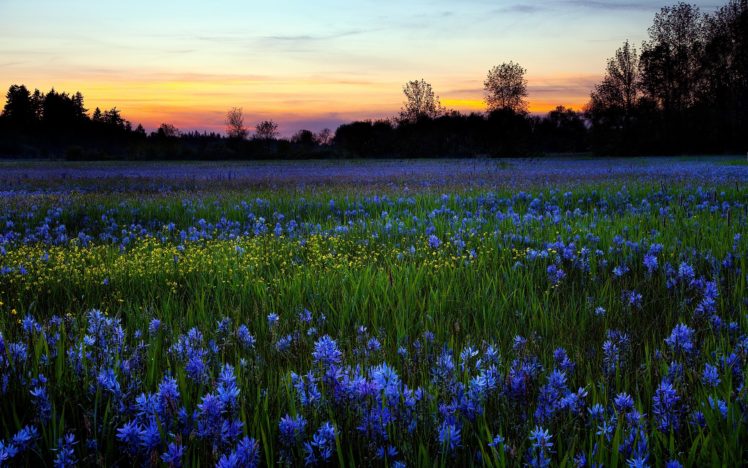 landscapes, Flowers, Blue, Flowers HD Wallpaper Desktop Background
