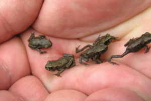 tiny, Frogs