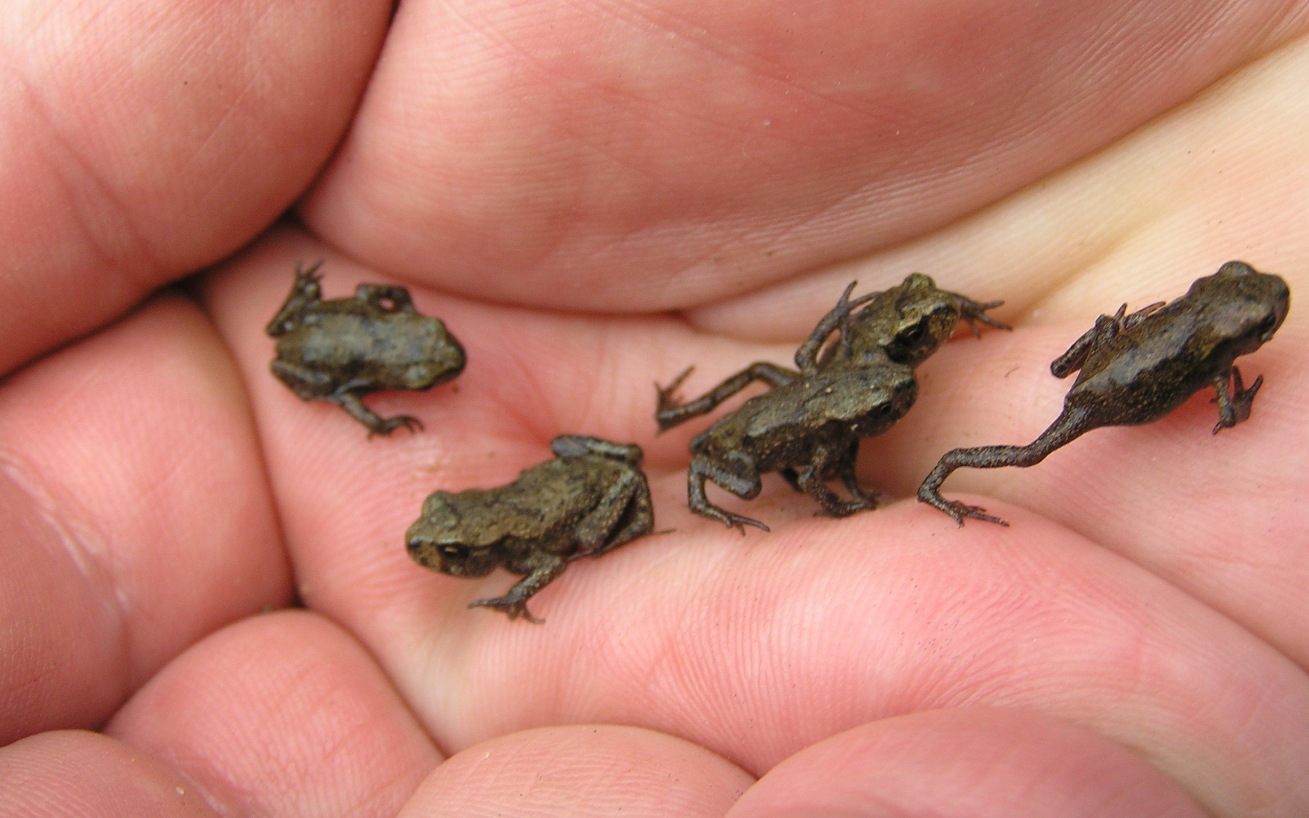 tiny, Frogs Wallpaper