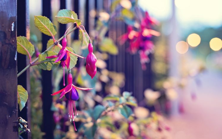 close up, Nature, Streets, Flowers, Fences, Fuschia HD Wallpaper Desktop Background