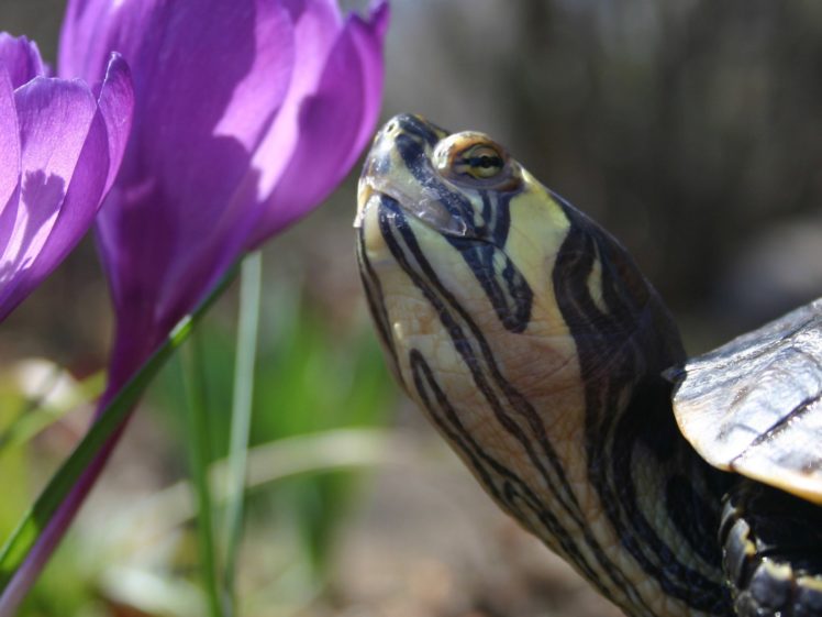 turtles, Reptiles, Purple, Flowers HD Wallpaper Desktop Background