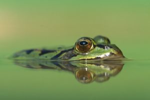 frogs, Swimming, Amphibians