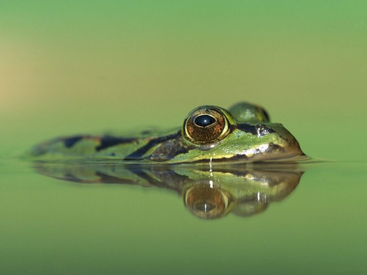 frogs, Swimming, Amphibians HD Wallpaper Desktop Background