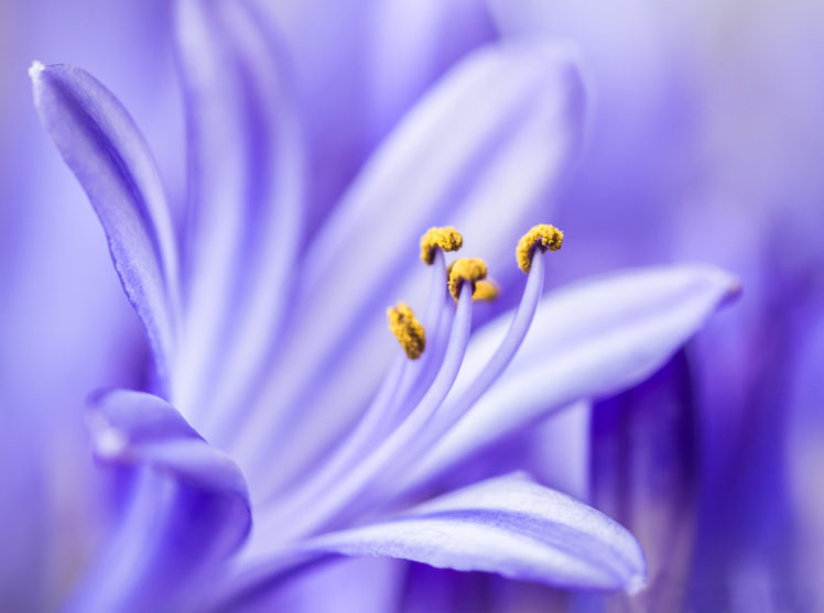 agapandus, Lilac, Flower, Petals, Close, Up, Bokeh HD Wallpaper Desktop Background