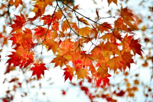 branch, Red, Leaves, Autumn, Maple, Bokeh