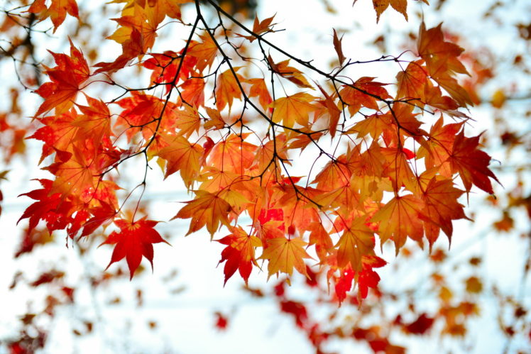 branch, Red, Leaves, Autumn, Maple, Bokeh HD Wallpaper Desktop Background
