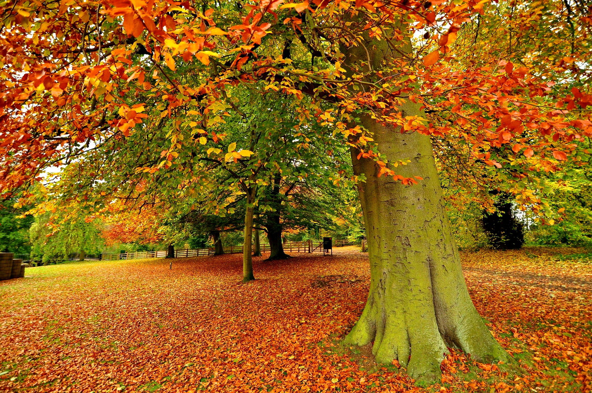 color, Autumn, Trees, Landscape Wallpapers HD / Desktop and Mobile