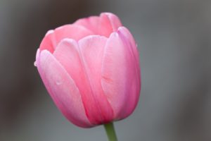 flower, Tulip, Pink, Macro, Bokeh