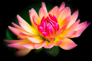 flower, Yellow, And, Pink, Dahlia, Bokeh