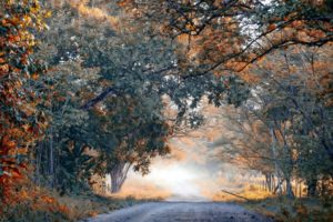 fog, Autumn, Trees, Ten, Road, Landscape