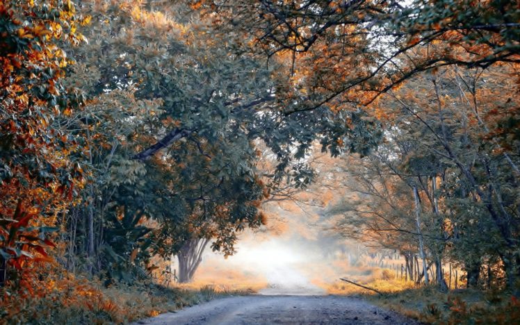 fog, Autumn, Trees, Ten, Road, Landscape HD Wallpaper Desktop Background