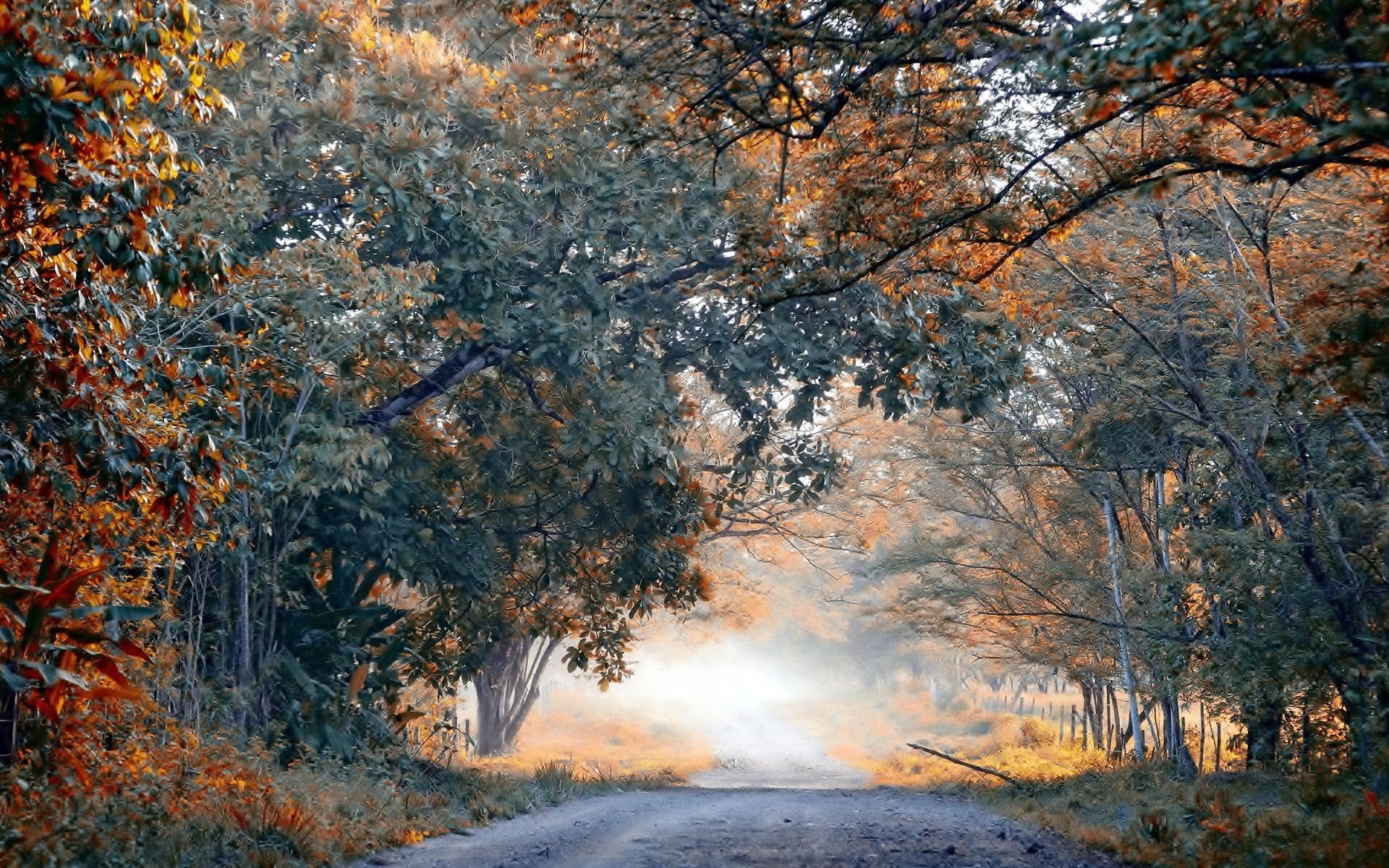 fog, Autumn, Trees, Ten, Road, Landscape Wallpaper