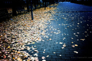 autumn,  season , Leaves, Fallen, Leaves