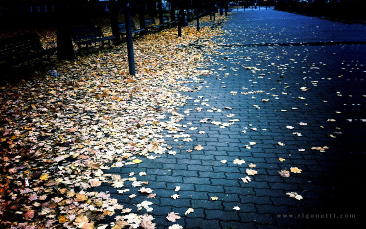 autumn,  season , Leaves, Fallen, Leaves HD Wallpaper Desktop Background