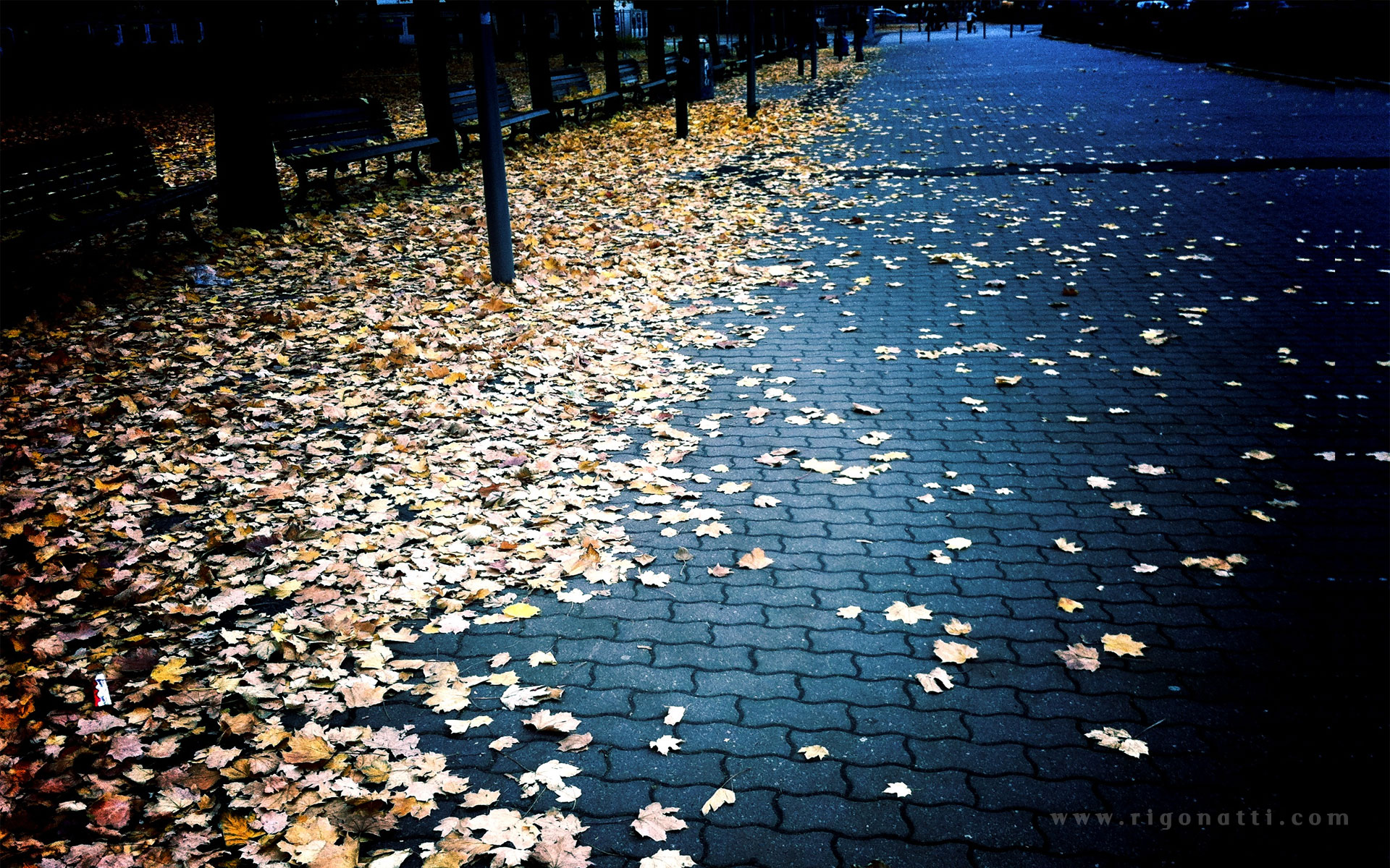 autumn,  season , Leaves, Fallen, Leaves Wallpaper