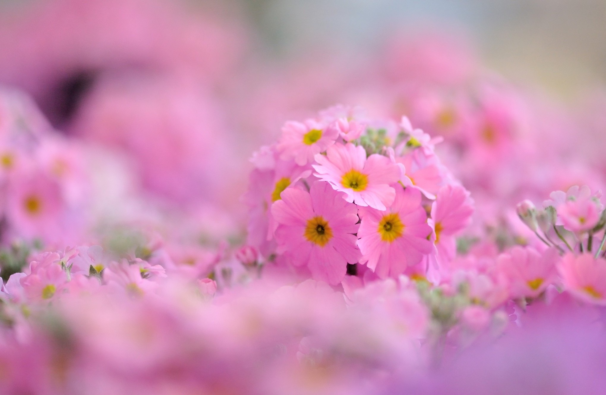 primrose, Evening, Primrose, Pink, Macro, Bokeh Wallpaper