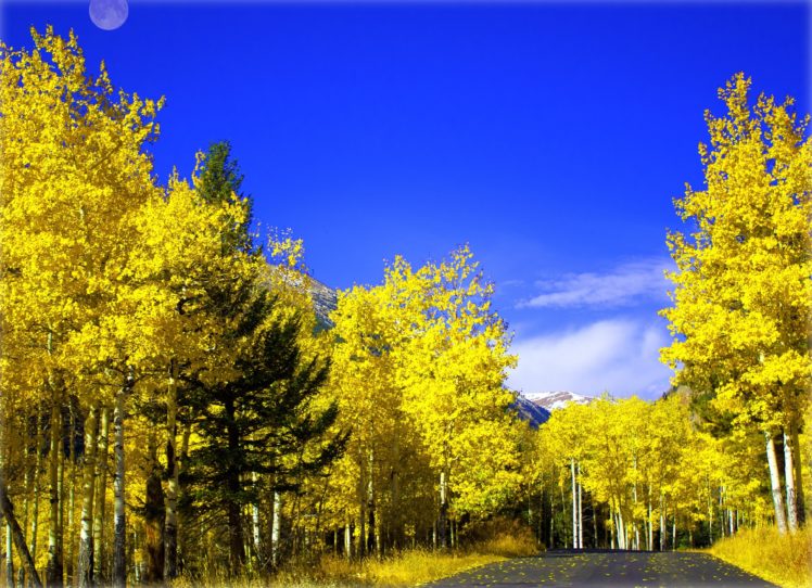 road, Autumn, Trees, Landscape HD Wallpaper Desktop Background