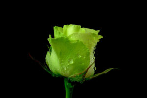 rose, Flower, Green, Dew, Water, Drops
