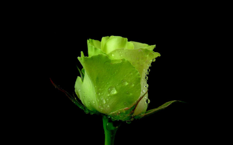 rose, Flower, Green, Dew, Water, Drops HD Wallpaper Desktop Background