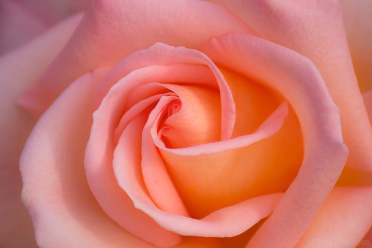 rose, Macro, Petals, Pink, Bokeh HD Wallpaper Desktop Background