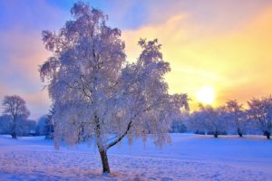 snow, Frost, Winter, Sky, Trees, Sun
