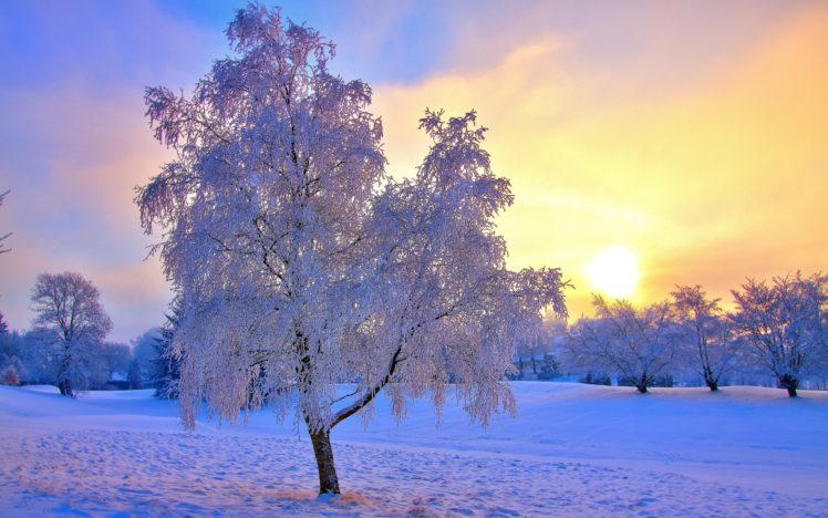 snow, Frost, Winter, Sky, Trees, Sun HD Wallpaper Desktop Background