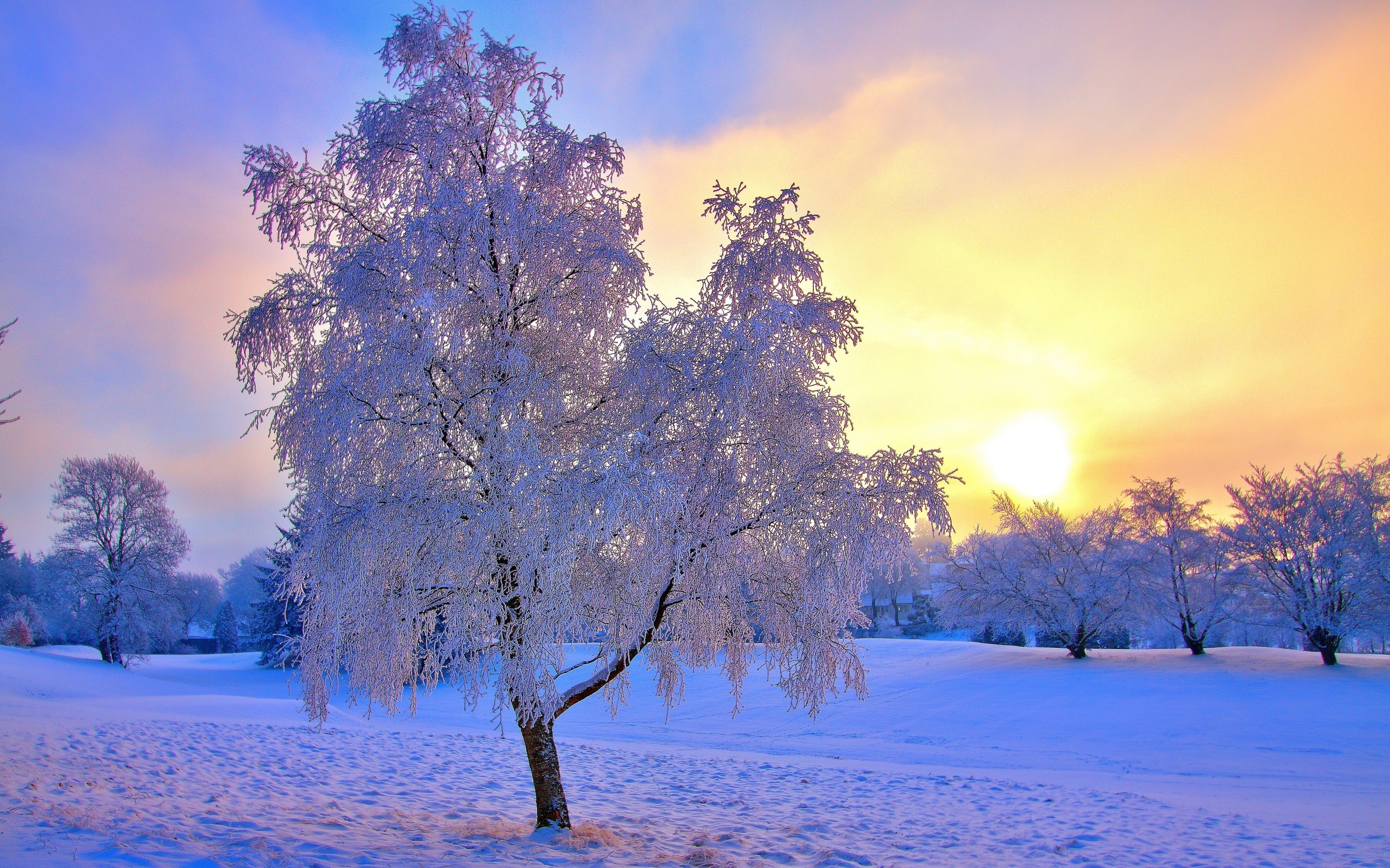 snow, Frost, Winter, Sky, Trees, Sun Wallpaper