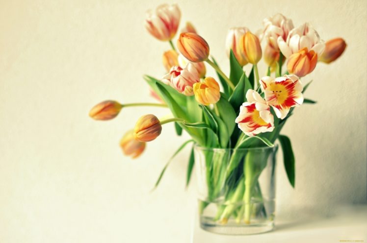 vase, Tulips, Orange, Flowers, Bouquet HD Wallpaper Desktop Background