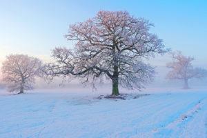 winter, Snow, Trees, Frost, Morning, Fog, Frost