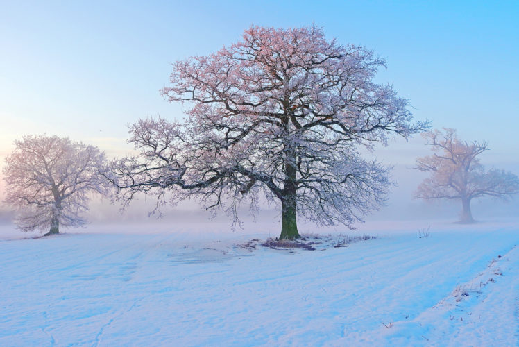 winter, Snow, Trees, Frost, Morning, Fog, Frost HD Wallpaper Desktop Background