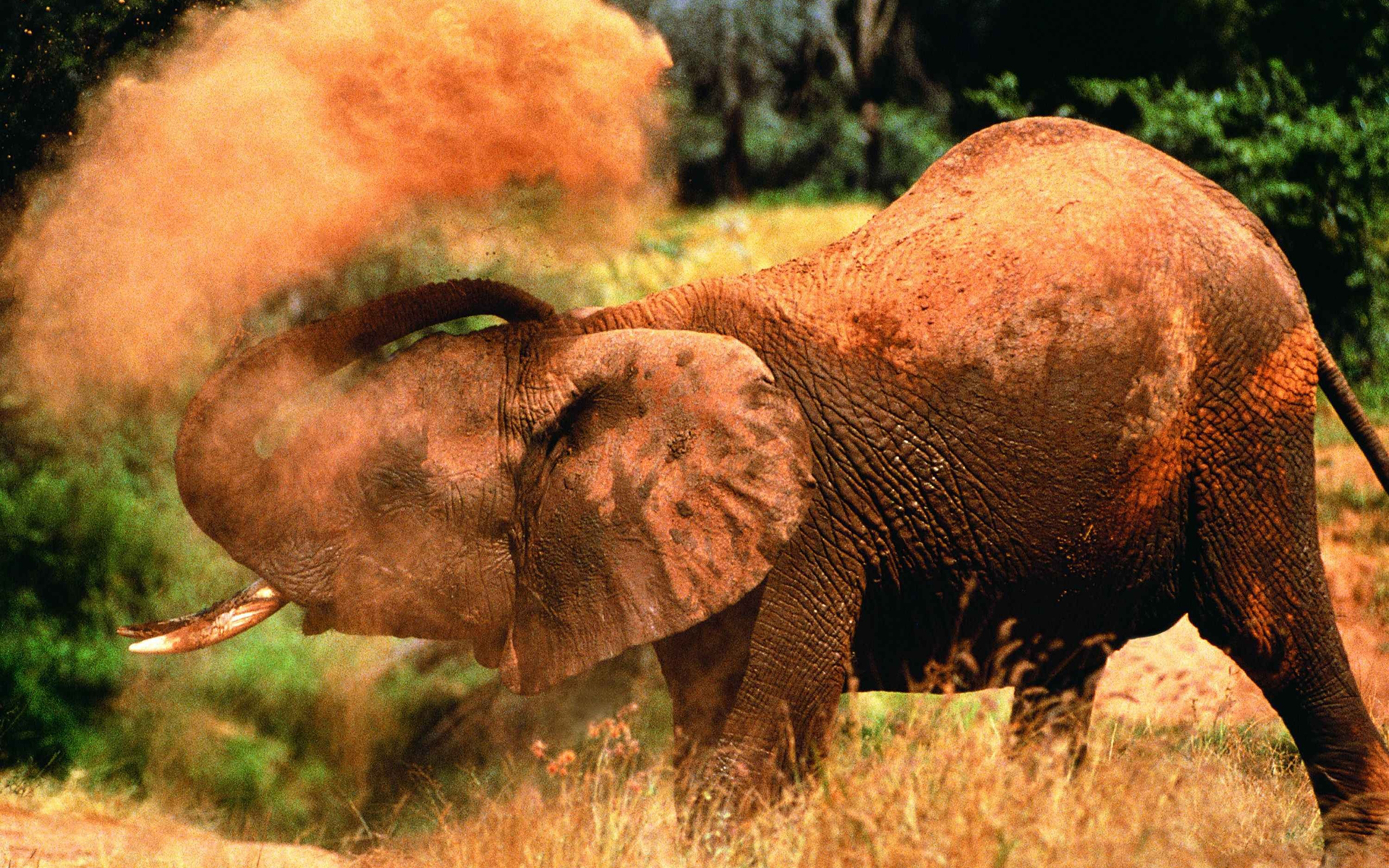 elephant, Dust Wallpaper