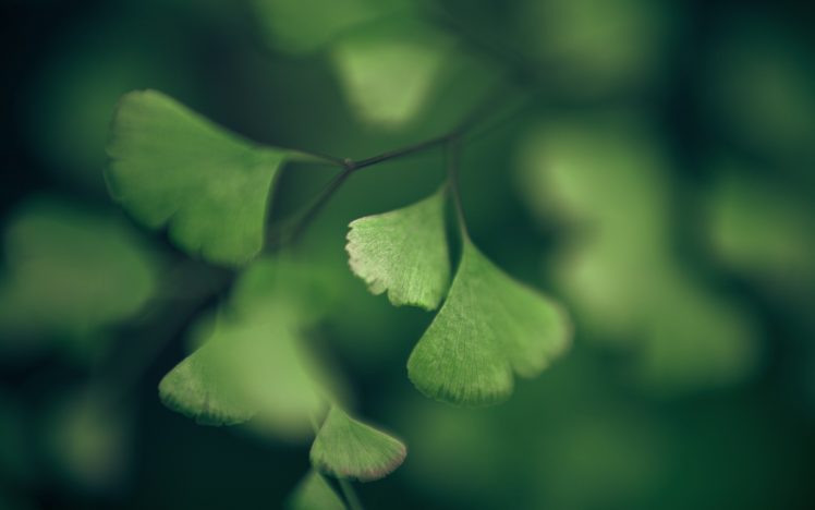 green, Nature, Macro, Ginkgo, Foliage, Herbs HD Wallpaper Desktop Background