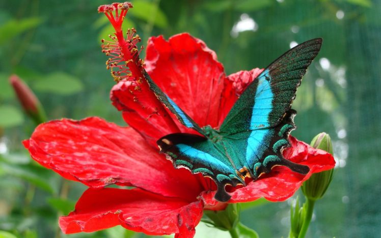 red, Flowers, Macro, Butterflies HD Wallpaper Desktop Background