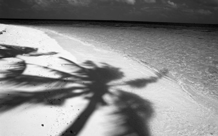 water, Sand, Noir, Shadows, Monochrome, Palm, Trees, Beaches HD Wallpaper Desktop Background