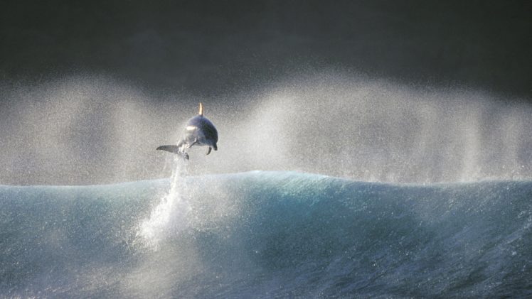 dolphins, Sea HD Wallpaper Desktop Background