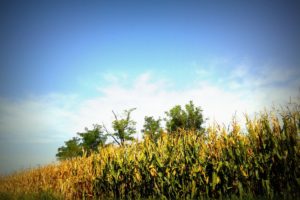 nature, Trees, Corn, Summer, Country