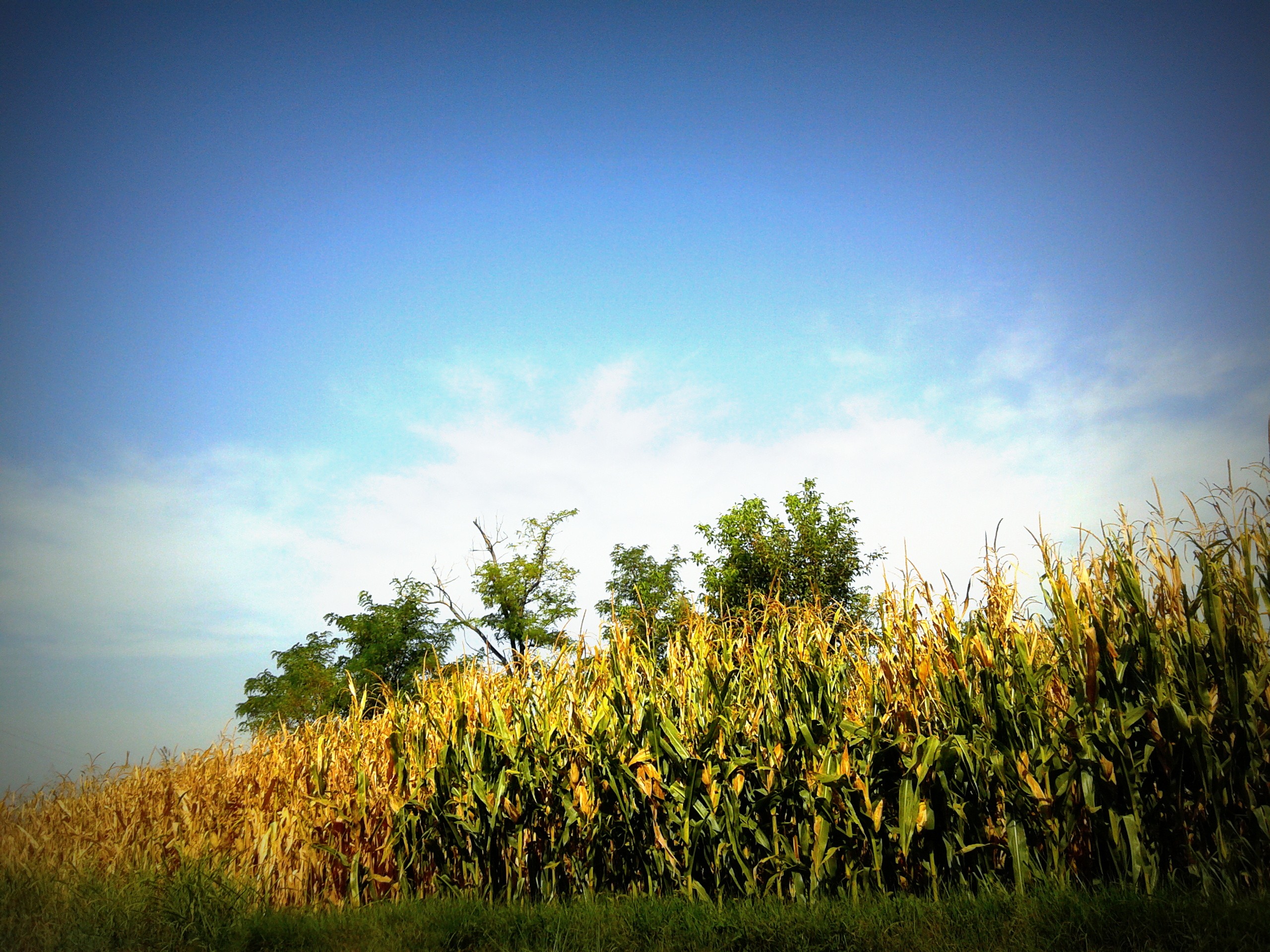 nature, Trees, Corn, Summer, Country Wallpaper