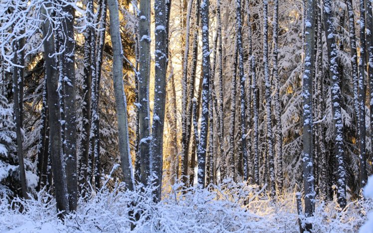 sunset, Winter, Forest, Trees, Landscape HD Wallpaper Desktop Background