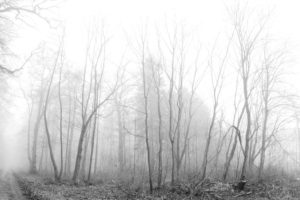 trees, Forests, Fog, Monochrome
