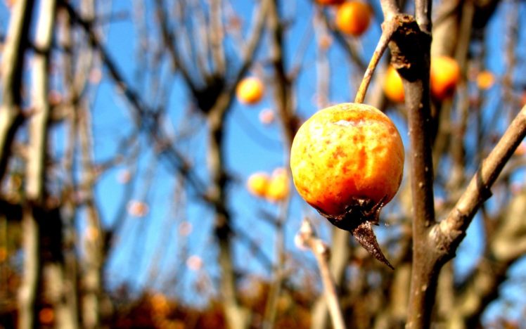 nature, Trees, Fruits, Bokeh, Depth, Of, Field, Branches, Fruit, Trees HD Wallpaper Desktop Background