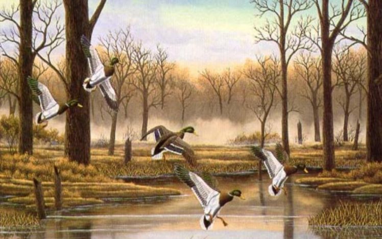birds, Ducks HD Wallpaper Desktop Background